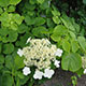 image de Hydrangea anomala petiolaris