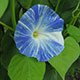 image de Ipomoea tricolor