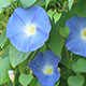 image de Ipomoea tricolor