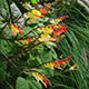 image de Ipomoea lobata (Mina lobata)