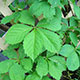 image de Parthenocissus quinquefolia engelmannii