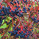 image de Parthenocissus quinquefolia engelmannii