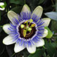 image de Passiflora