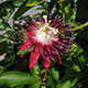 image de Passiflora