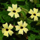 image de Thunbergia alata