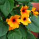 image de Thunbergia alata