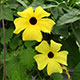 image de Thunbergia alata