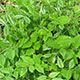 image de Wisteria macrostachya