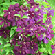 image de Clematis viticella