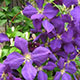 image de Clematis