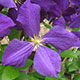 image de Clematis