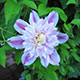 image de Clematis