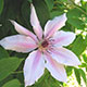 image de Clematis