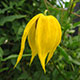 image de Clematis tangutica