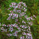 image de Symphyotrichum cordifolium