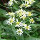 image de Doellingeria umbellata