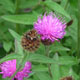 image de Centaurea nigra