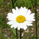 image de Leucanthemum vulgare