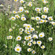 image de Leucanthemum vulgare