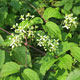 image de Clematis virginiana