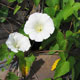 image de Calystegia sepium