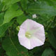 image de Calystegia sepium