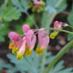 image de Capnoides sempervirens (Corydalis sempervirens)