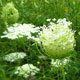 image de Daucus carota