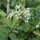 image de Cardamine diphylla (Dentaria diphylla)