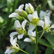 image de Cardamine diphylla (Dentaria diphylla)