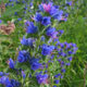 image de Echium vulgare