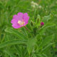 image de Epilobium hirsutum