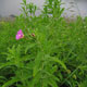 image de Epilobium hirsutum