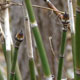 image de Equisetum hyemale