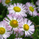 image de Erigeron philadelphicus