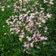 image de Erigeron philadelphicus