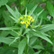 image de Erysimum cheiranthoides