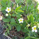 image de Fragaria vesca subsp. americana