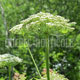 image de Heracleum mantegazzianum