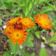 image de Pilosella aurantiaca