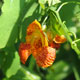 image de Impatiens capensis