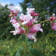 image de Impatiens glandulifera