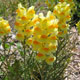 image de Linaria vulgaris