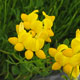 image de Lotus corniculatus