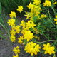 image de Lotus corniculatus