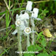 image de Monotropa uniflora