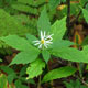 image de Oclemena acuminata (Aster acuminatus)