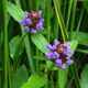 image de Prunella vulgaris