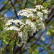 image de Prunus pensylvanica