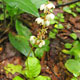 image de Pyrola elliptica